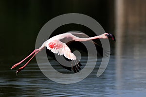 Lesser Flamingoes in flight