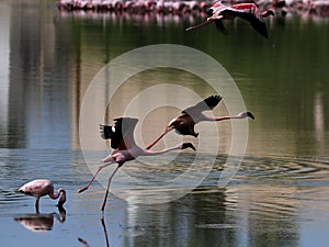 Lesser Flamingoes in flight