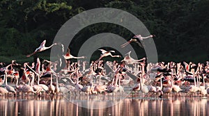 Lesser Flamingoes in flight
