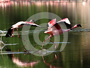 Lesser Flamingoes in flight- taking off