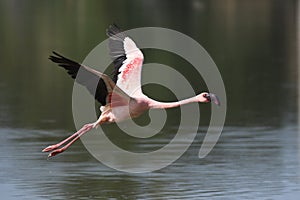 Lesser Flamingoes in flight- taking off