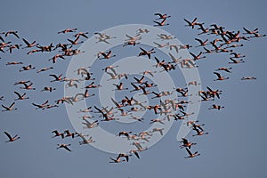 Lesser Flamingoes large flock in flight