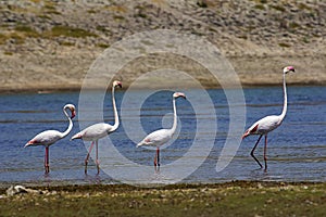 Lesser Flamingoes, Phoenicopterus minor Jawai Dam, Rajasthan, India