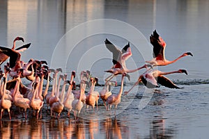 Lesser Flamingoes take off and feeding