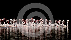 Lesser Flamingos.