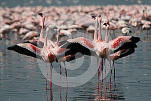 Lesser Flamingos