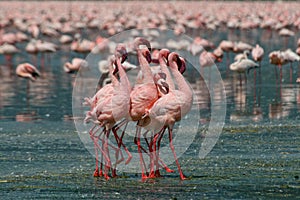 Lesser Flamingos photo