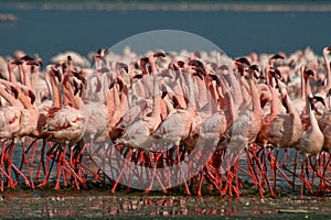 Lesser Flamingos