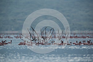 Lesser Flamingos ad dry tree at Bogoria lake