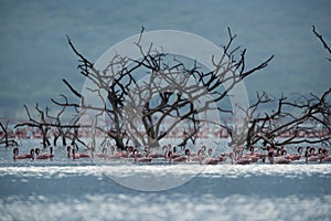 Lesser Flamingos with backgrop of dry tree  Bogoria Lake