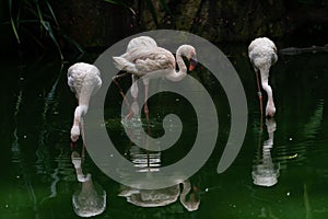 Lesser Flamingos in a bird park exhibition