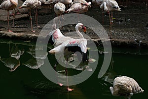 Lesser Flamingos in a bird park exhibition