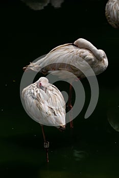 Lesser Flamingos in a bird park exhibition