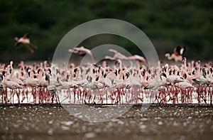 Lesser Flamingos, Bogoria lake, Kenya