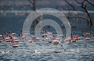 Lesser Flamingos and dead trees