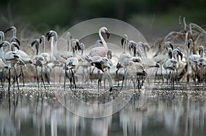 Lesser Flamingos during evening hours at lake Bogoria