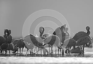 Lesser Flamingos feeding at Lake Bogoria, Kenya photo