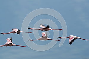 Lesser Flamingos in flight