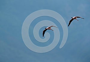 Lesser Flamingos in flight at Lake Bogoria, Kenya