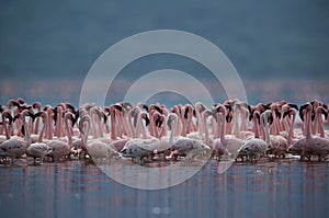 Lesser Flamingos groups at Bogoria Lake