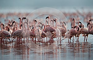 Lesser Flamingos and its refelection on water at Bagoria lake