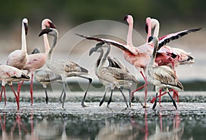 Lesser Flamingos juvenile and adults, Kenya