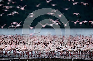 Lesser Flamingos in the lake as well as on in the sky, Lake Bogoria
