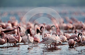 Lesser Flamingos at Lake Bogoria