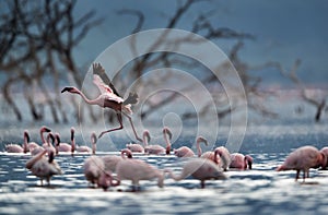 Lesser Flamingos  Lake Bogoria