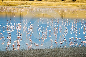 Lesser Flamingos at Lake Magadi in the Kenyan Rift Valley