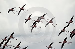 Lesser Flamingos landing