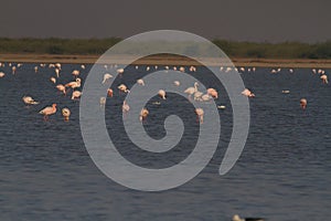 Lesser flamingos in LRK