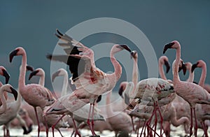 Lesser Flamingos in the morning at lake Bogoria, Kenya