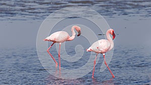 Lesser Flamingos Phoenicopterus minor, Walvis Bay, Namibia.