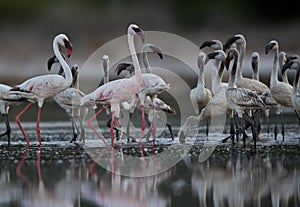 Lesser Flamingos and reflection