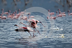 Lesser Flamingos running to fly