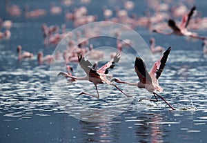 Lesser Flamingos running to fly