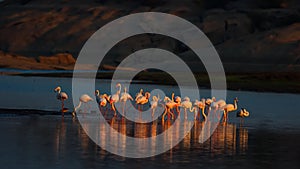 Lesser Flamingos standing in the middle of a lake