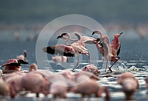 Lesser Flamingos takeoff