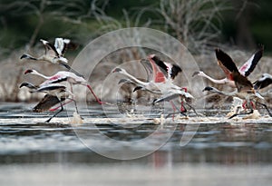 Lesser Flamingos takeoff during dusk at Lake Bogoria