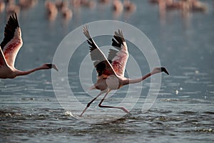 Lesser Flamingos taking flight at Lake Bagoria