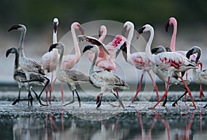 Lesser Flamingos walking at Lake Bogoria