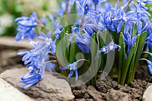 Lesser glory of the snow or Chionodoxa Sardensis plant in Saint Gallen in Switzerland photo