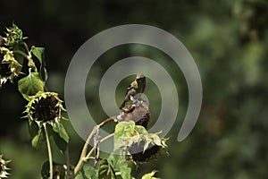 A lesser gold finch in a garden feeding on a sunflower