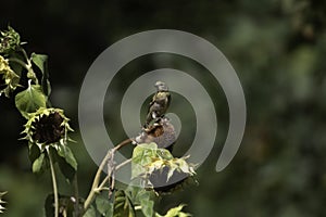 A lesser gold finch in a garden feeding on a sunflower