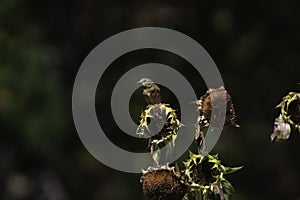 A lesser gold finch in a garden feeding on a sunflower