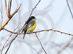 Lesser Goldfinch Carduelis psaltria perched in a tree