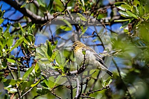 Lesser goldfinch fledgling resting in an oak tree