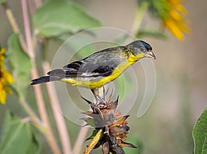 Lesser Goldfinch on Mexican Sunflower