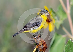 Lesser Goldfinch on Mexican Sunflower